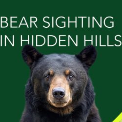 Bear Sighting in Hidden Hills