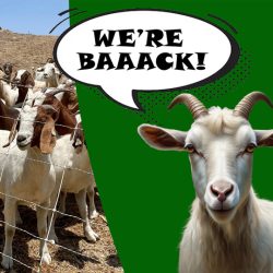 Goats at Work for a Fire-Resilient Community